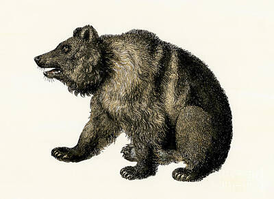 North American Brown Bear Drawings