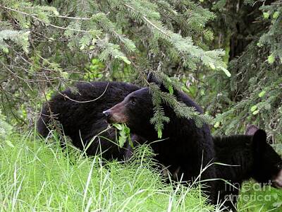 Designs Similar to Black Bears by Art Sandi