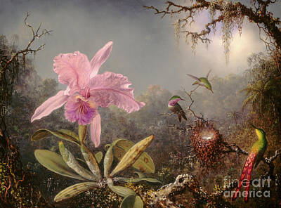 Martin Johnsonm Still Life With An Orchid And A Pair Of Hummingbirds Art
