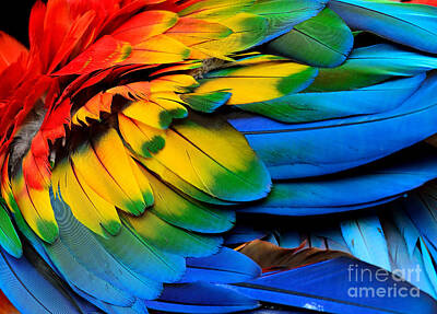 Macaw Art Prints