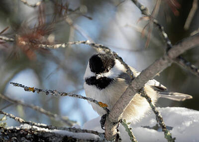 Designs Similar to Cute Little Chickadee