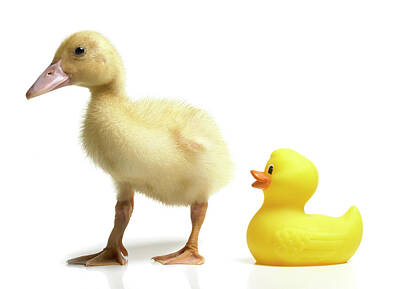 Designs Similar to Duckling And Rubber Duck
