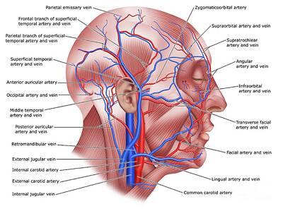 Occipital Artery Art Prints