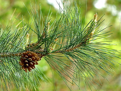 Designs Similar to Long Needles Pine Branch