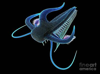 Designs Similar to Marella Marine Arthropod