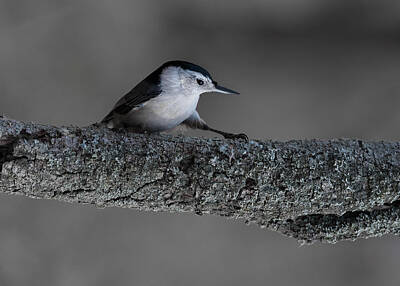 White Breasted Nuthatch Photos