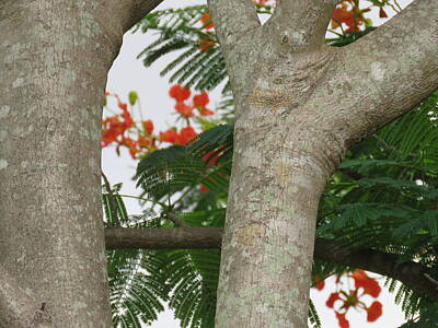 Designs Similar to Patterns of a Poinciana Tree 