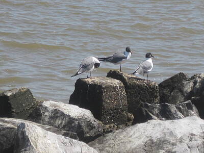  Photograph - Seagulls on Barrier Rocks by Peggy M McAloon
