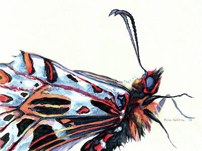 Lepidopterans Original Artwork