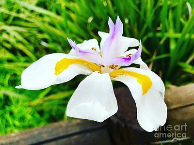  Photograph - Wild Iris by Melanie De Grooth