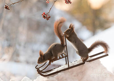 Photograph - Squirrel, red squirrel, Sciurus vulgaris, Eurasian red squirrel, by Geert Weggen