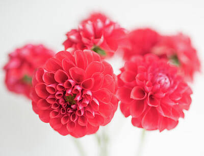  Photograph - Bright red dahlia flowers by Natalie Board
