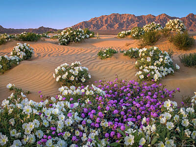  Photograph - Desert Bloom by Kirk Owens