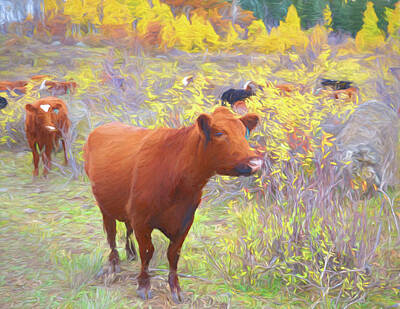  Photograph - High Country Cows by Kathy McCabe