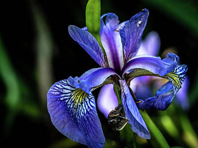  Photograph - Purple Iris Flower by Louis Dallara