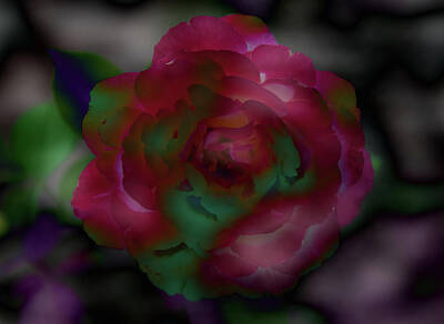  Photograph - Rose Delight Fantasy - 1 by Alan C Wade