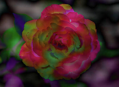  Photograph - Rose Delight Fantasy - 2 by Alan C Wade