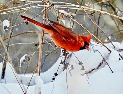  Photograph - Snow Cardinal by Kathy Ozzard Chism