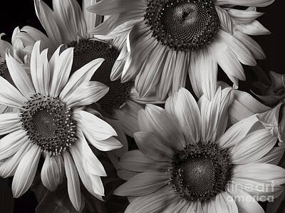 Designs Similar to Sunflowers in Sepia