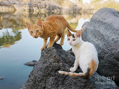  Photograph - Two Kittens at a Pond by Katho Menden