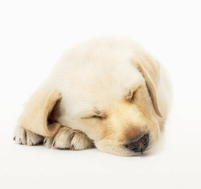 Photo Poster Print Art * All Sizes 3443 CUTE SLEEPING PUPPIES Animal Poster