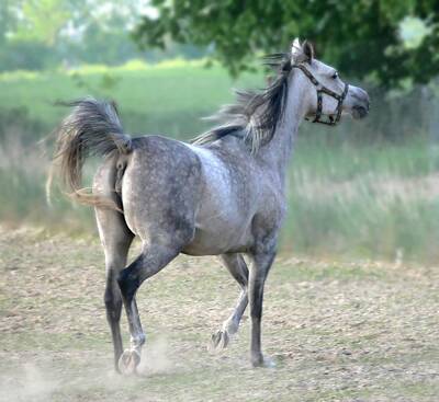 Designs Similar to Arab Horse