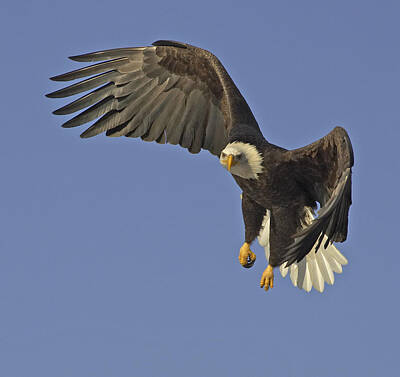 Designs Similar to Bald Eagle In Flight 