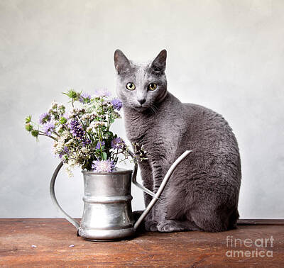 Designs Similar to Russian Blue 02