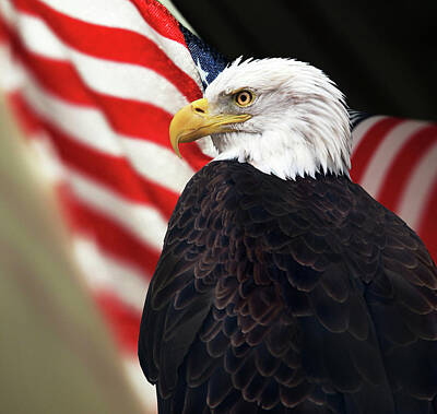 3D Rose lsp_11602_2 Bald Eagle with American Flag Wall plates 
