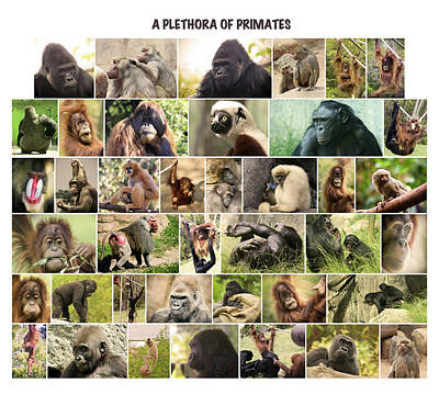 Pygmy Chimpanzee Digital Art