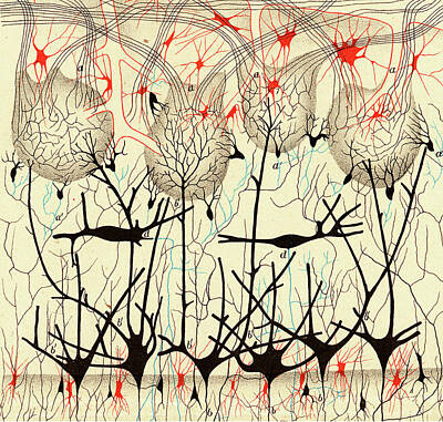 Ramon Y Cajal Digital Art