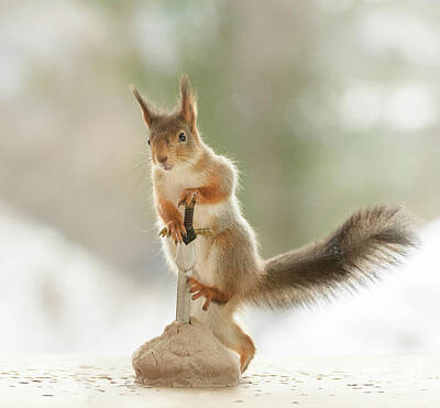  Photograph - Red squirrel standing on a sword in an rock   by Geert Weggen