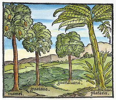 Designs Similar to Fruit Trees Of Hispaniola #1