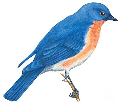 Designs Similar to Eastern bluebird by Anonymous