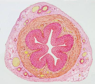 Excretory System Art Prints