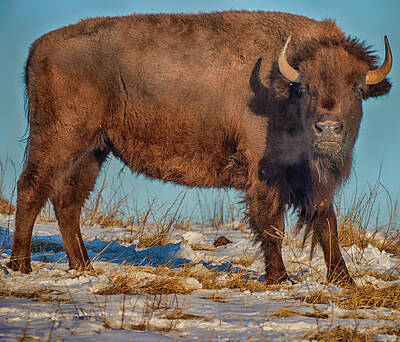  Photograph - Bison Against the Sky by Brian Brandt