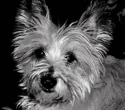 Cairn Terrier Puppy Photos Original Artwork