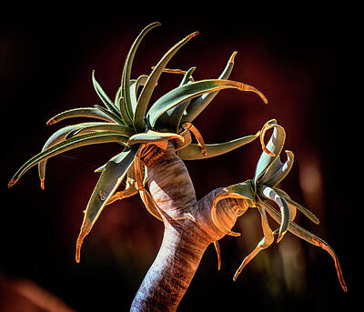  Photograph - Succulental Tangularity by Brian Brandt