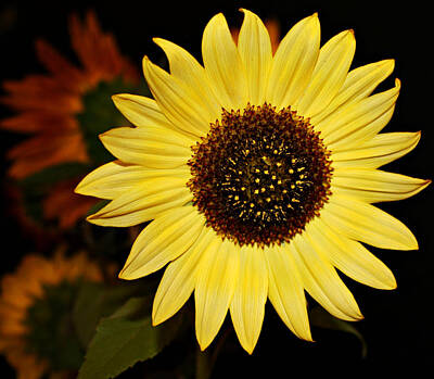 Designs Similar to Sunflower by Cathie Tyler