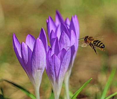 Designs Similar to CROCUS and HONEY BEE
