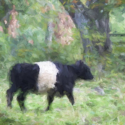 Belted Galloway Art