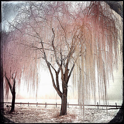 Designs Similar to Frozen Willow #1 by Gregg Jabs