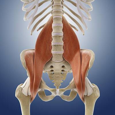 Vertebral Art