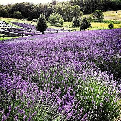 Lavender Field Art