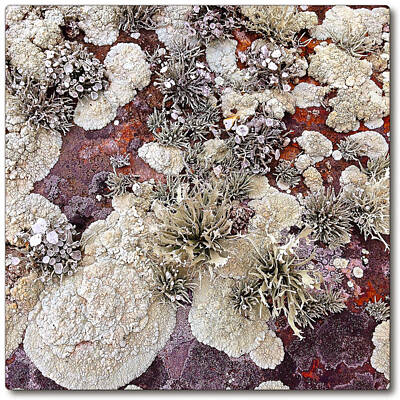 Designs Similar to Lichen #1 by Gregg Jabs