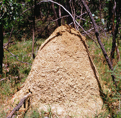 Designs Similar to View Of A Termite Mound #1