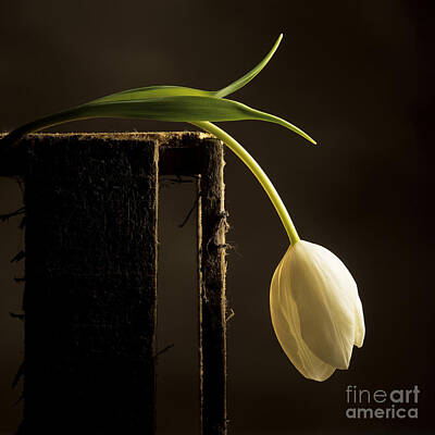 Studio Shot Indoors Cut Out Close-up White Background Nobody Still Life Photos