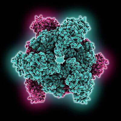 Adenosinetriphosphate Sulfurylase Art