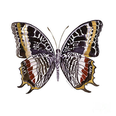 Black Butterfly Art Prints - Fine Art America