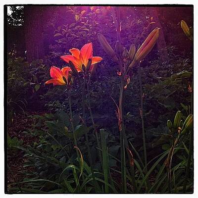 Designs Similar to Backlit Day Lilies